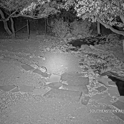 Ash Canyon Bird Sanctuary Back Porch Live View