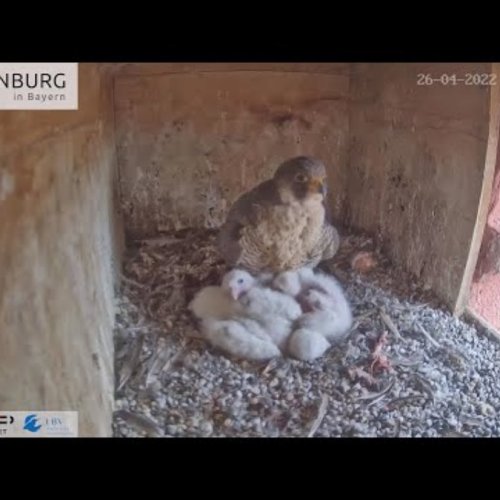 Live Peregrine Falcon Nest Cam in Weißenburg, Germany
