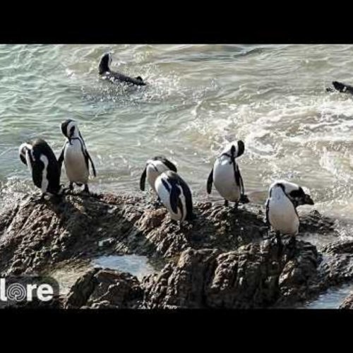 African Penguin Live Webcam: Stony Point, South Africa