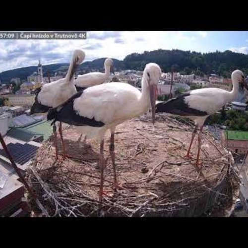 stork's nest at krakonos brewery | trutnov, czechia |