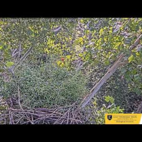Bluff City Eagle Nest Live Camera