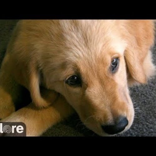Live Puppy Cam: Warrior Canine Connection Germantown