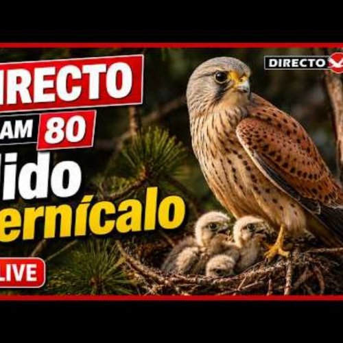 Kestrel Nest in Ávila, Spain: A Live View of Nature