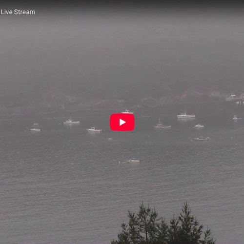Trinidad Harbor Live Webcam: Coastal Views & Marine Life in California