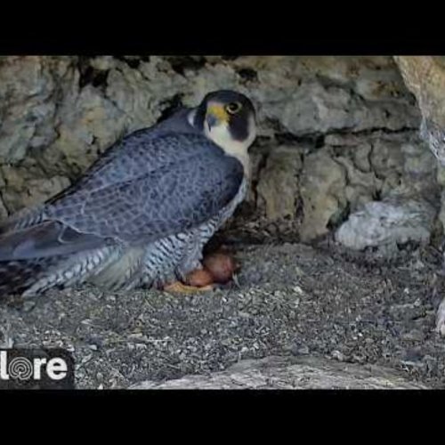 Castle Rock Falcon Cliff Live Camera: Watch Peregrine Falcons in Minnesota