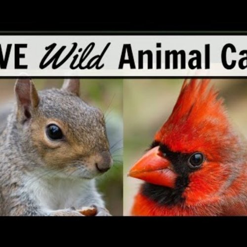 Akron Bird Feeder Live Cam | Witness Over 50 Species in 4K