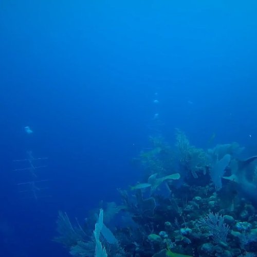 Utopia Village Live Underwater Cam: Utila's Coral Reef