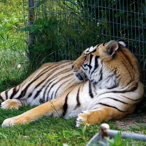 Tiger Trio at Turpentine Creek Wildlife Refuge 🌳🦁