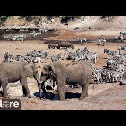Africam Safari Zebra Migration Live Camera