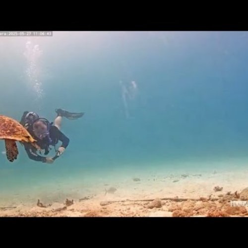Bonaire Coral Reef Live Underwater Webcam