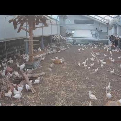 Kipster Chicken Farm Castenray Live Cam
