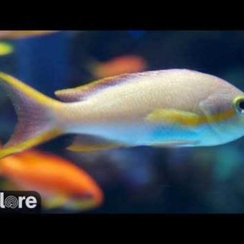 Vibrant Coral Reef Aquarium Live Stream in Long Beach