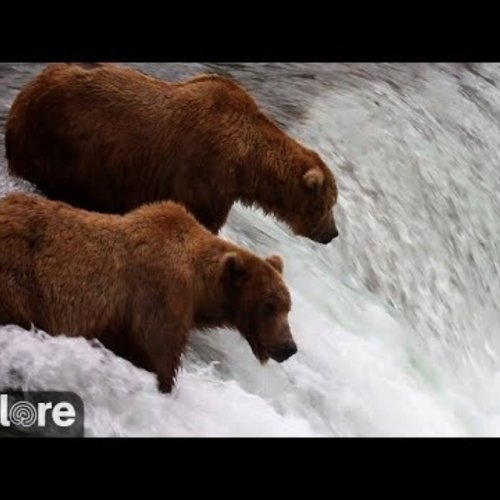 Brooks Falls Live Bear Cam: Witness Alaskan Wildlife