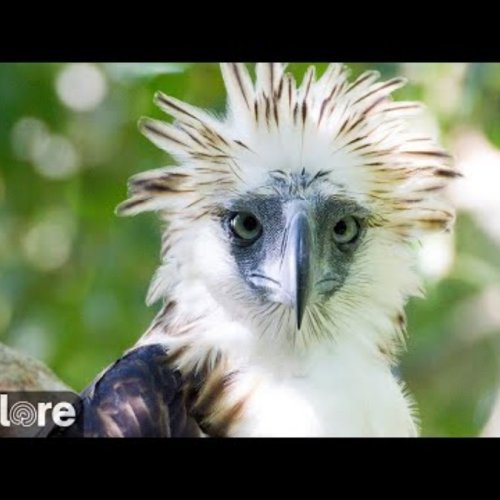Philippine Eagle Live Camera: Watch the National Bird of the Philippines