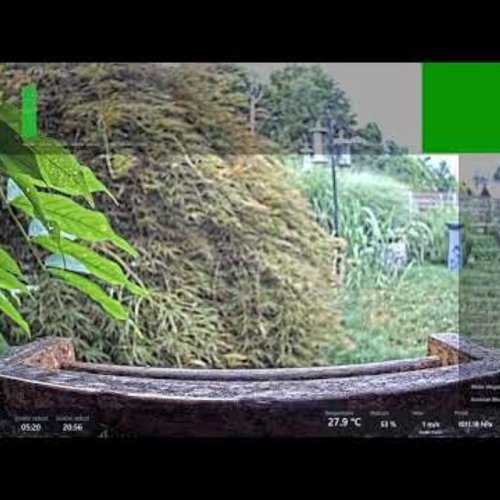 Blue Tit Bird Feeder Live Stream in London