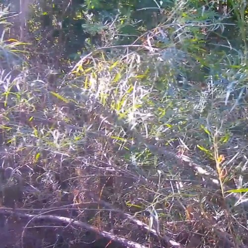 Live Long-Eared Owl Nest Cam in Charlo, North Dakota