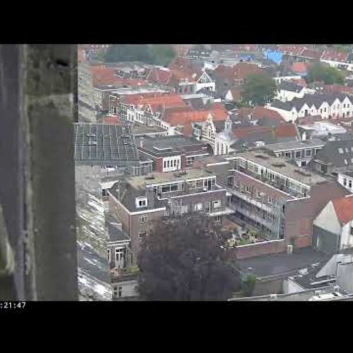 Peregrine Falcons Over Amersfoort Rooftops