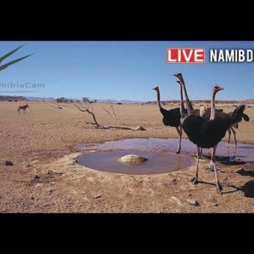 Namib Desert Wildlife Waterhole Live Camera