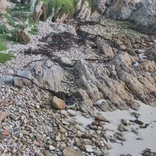 Silver Sands Penguin Colony Live Cam: Coastal Wildlife & Ocean Views