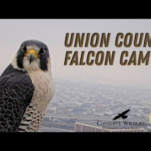 Union County Courthouse Falcon Nest Live Cam
