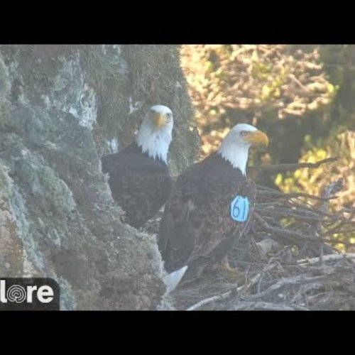 West End Bald Eagle Nest Live Camera in Avalon, California