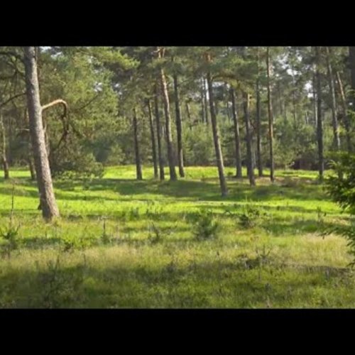 Hoge Veluwe Live: Wildlife & Nature Cam