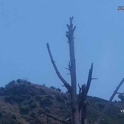 Witness Majestic California Condors in Big Sur