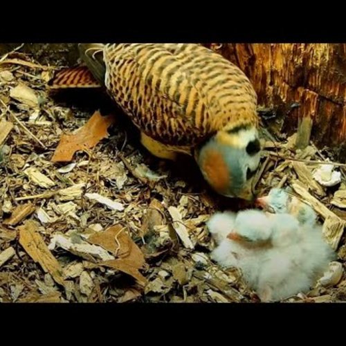 American Kestrels Nesting Live Cam | Cornell Lab Bird
