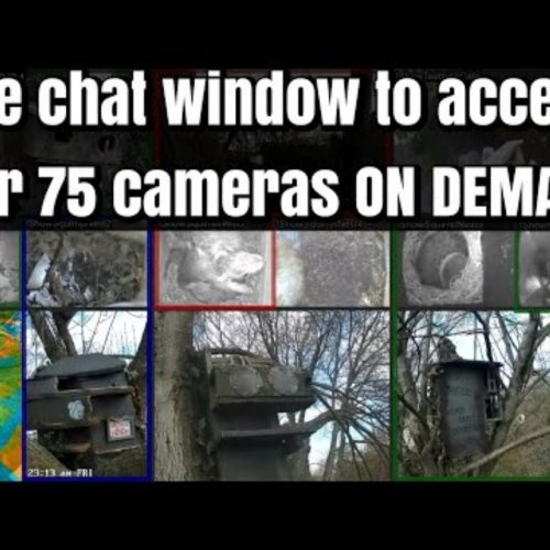 Live Squirrel Cam: Wildlife Nest Box Near Washington, D.C.