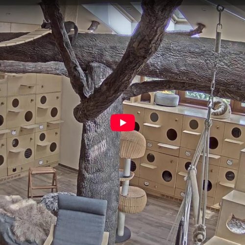 Live Cat Inn Hotel Webcam in Dolní Jirčany, Czechia