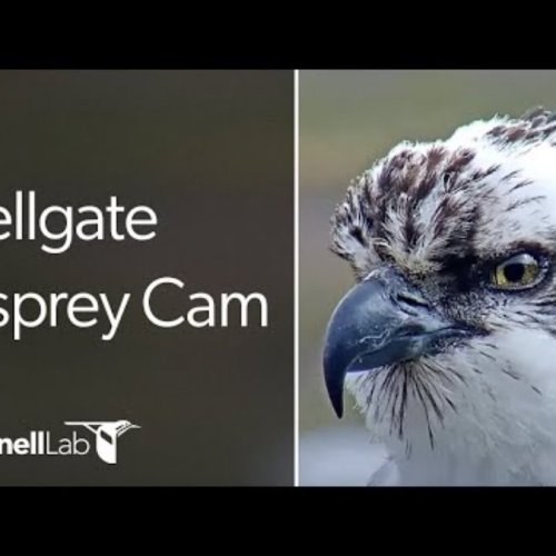Hellgate Ospreys Live Cam Missoula, Montana
