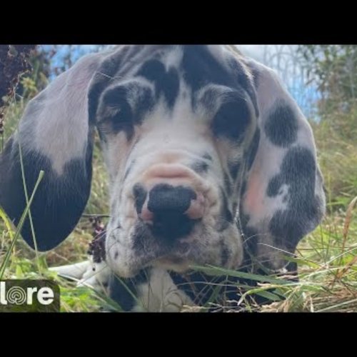 Northeast Canine Puppy Live Cam: South Hampton, New Hampshire