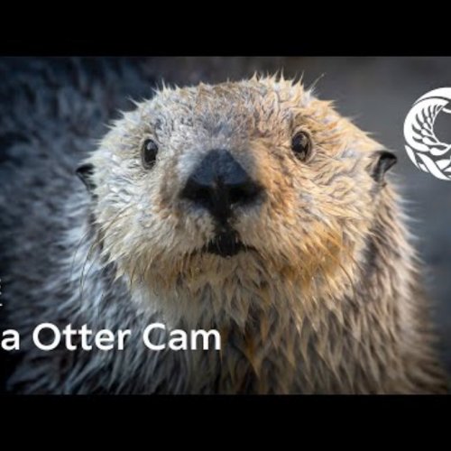 Monterey Bay Aquarium: Sea Otter Cam - United States - World