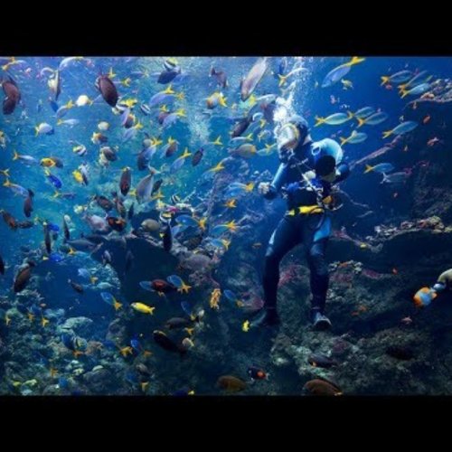 Philippine Coral Reef Aquarium Live Stream | San Francisco