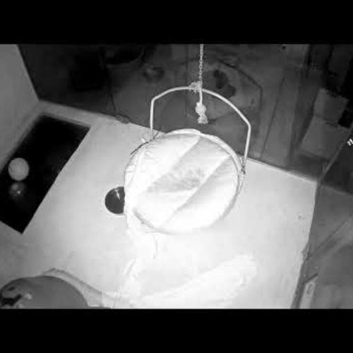 Otter Indoor Webcam at Calvert Marine Museum in Solomons, Maryland