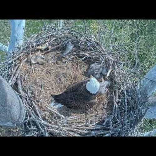 NCTC Eagle Nest Overhead | Live Wildlife Cam