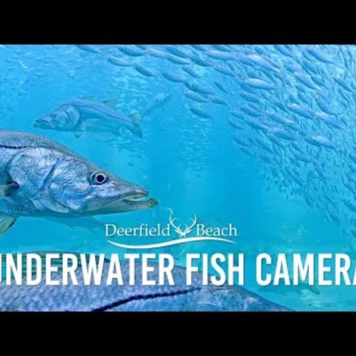 Deerfield Beach Underwater Fish Camera Live