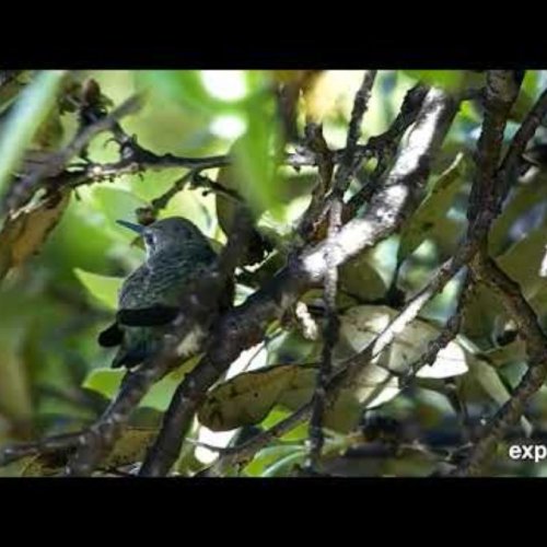 Joy Hummingbird Santee Live Cam: Nature's Tiny Jewels