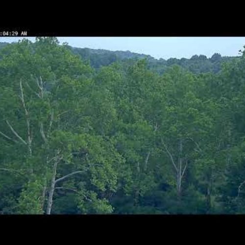 NCTC Eagle Nest Live View | Eagle Nest Cam Shepherdstown