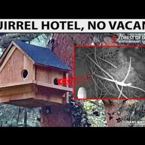 Squirrel Hotel Nest Box Live View