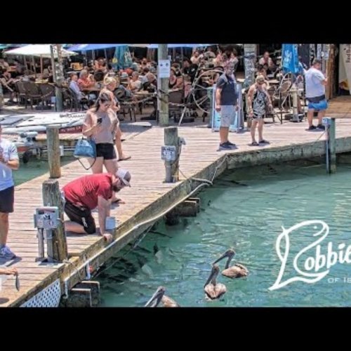 Robbie's Marina Live: Islamorada, Florida Keys