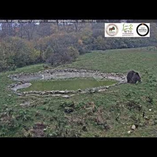 Libearty Bear Sanctuary Zărnești Live Webcam: Romanian Brown Bears