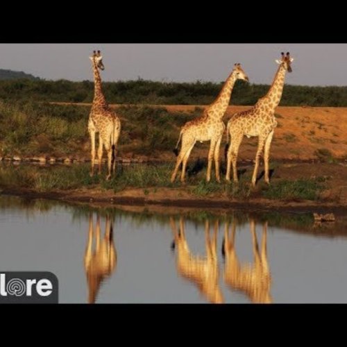 Madikwe Game Reserve Giraffe Live Camera: South Africa Wildlife