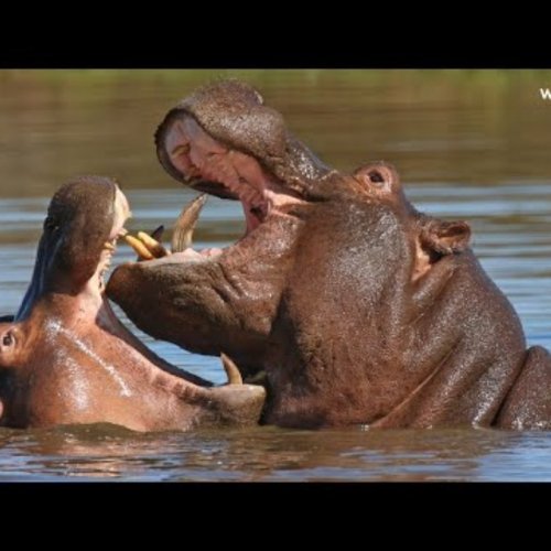 South African Safari Wildlife Live Cam