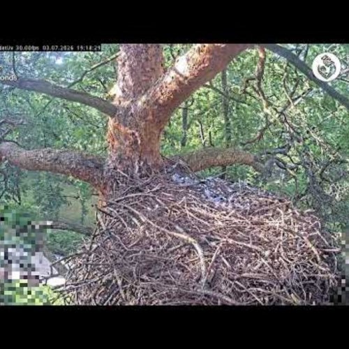 Goshawk Nest in Old Pine, Riga, Latvia