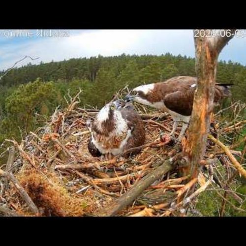 Osprey Nest Live Stream in Nidzica, Poland 🐦
