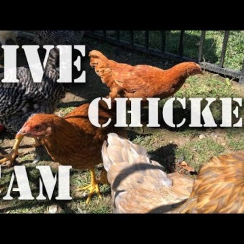 Live Chicken Cam: West Knoxville Coop View