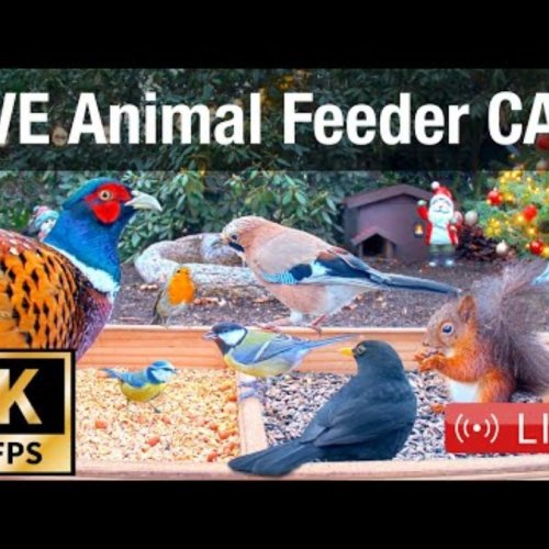 Bird Feeders in Recke, Germany: A Wildlife Haven 🌿🐦