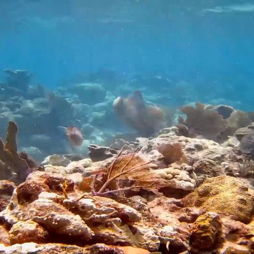 Utopia Village Dock Live Underwater Camera | Los Cayitos, Honduras