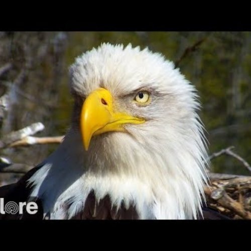 Decorah Eagles Live Webcam: A Glimpse into Nature's Nest